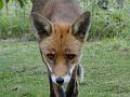 2010-0720-1945_Friendly_Fox_24,3C